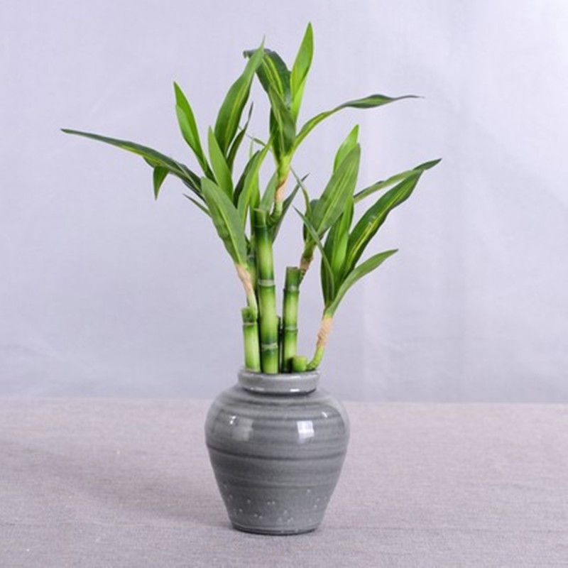 새로운 40cm 인조 행운나무 다육식물 가짜 꽃 녹색  - Outdoor Furniture Green 리뷰 및 가격